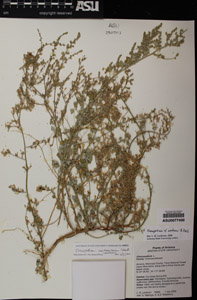 Herbarium Sheet of 